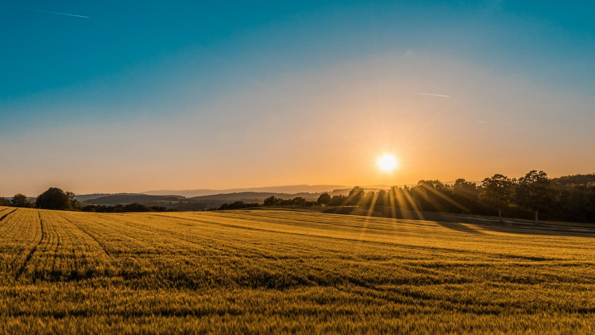 Campo de cultivo al amanecer en Argentina